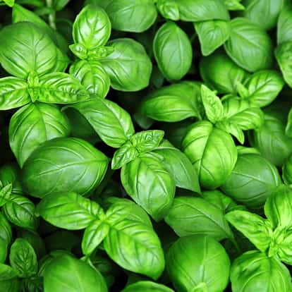 basil