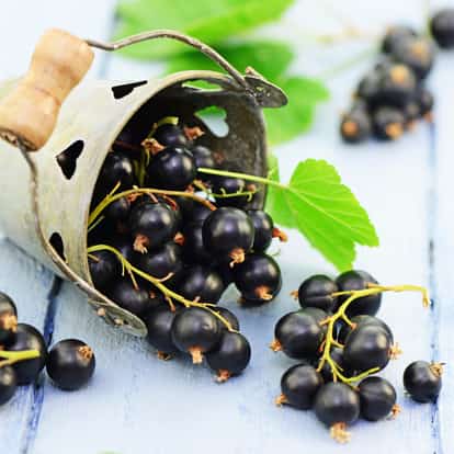 Black Currant in a tipped metal pail with stems and leaves on a wooden surface