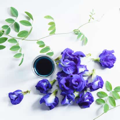 Blue butterfly Pea Blossom Extract in a small jar with scattered butterfly pea flowers and leaves on white background