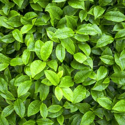 Chai Green Tea Syrup tea leaves with water droplets