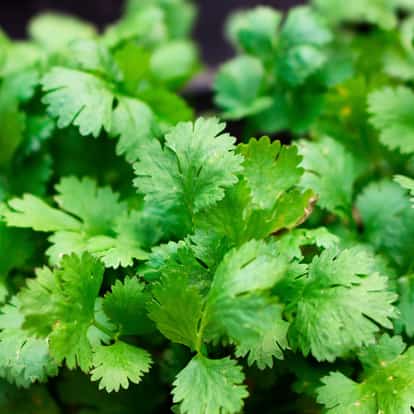 Cilantro close-up of leaves on dark background