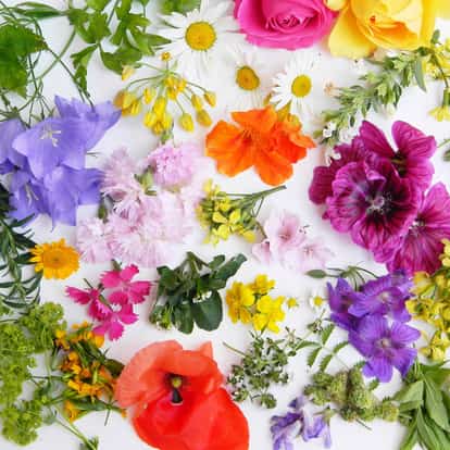 edible flower