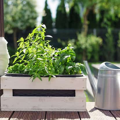 Lemon Verbena in a wooden planter box beside a metal watering can on a wooden deck