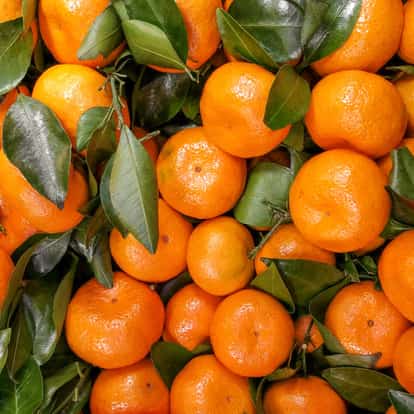 Mandarin fruits piled with attached leaves filling the frame