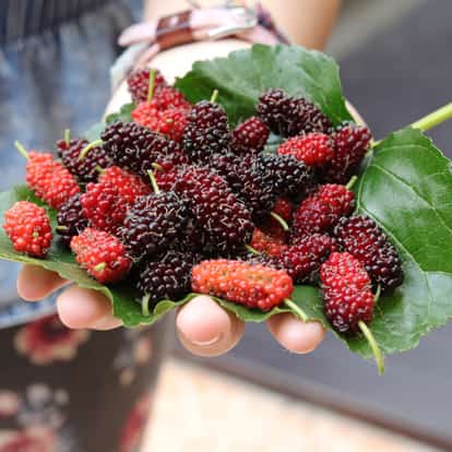Mulberry on a leaf held in a hand
