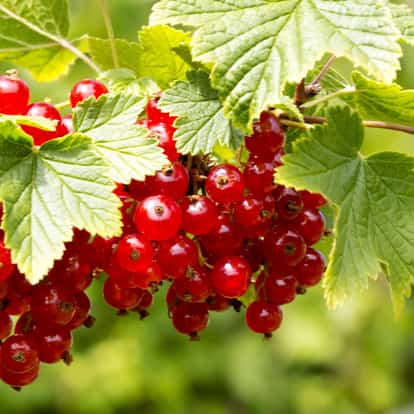 Red Currant berries on a leafy stem