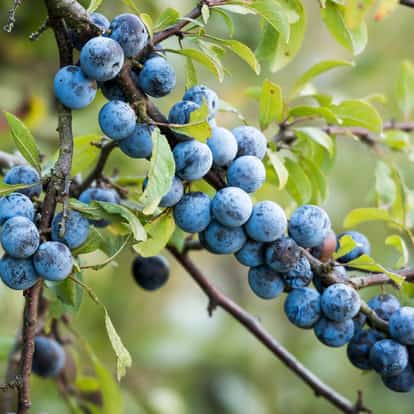 Sloe juice close-up of clusters of sloe berries on a branch with leaves