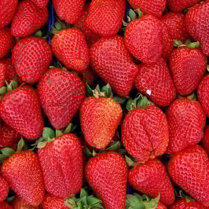 Strawberry Puree whole strawberries arranged in trays showing stems and leaves