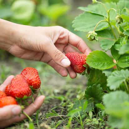strawberry